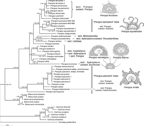 Bayesian Phylogenetic Tree Of Nrits Ets Nucleotide Sequences Posterior