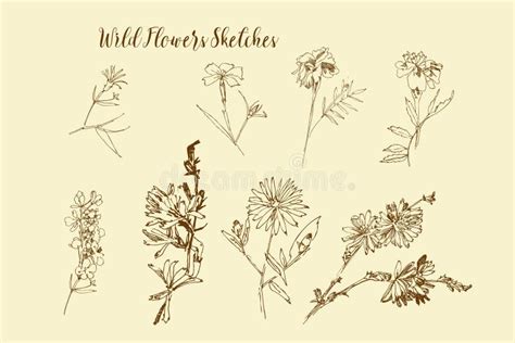 Wild Flowers Sketches. Botanical Hand Drawn Digital Illustration Stock Illustration ...