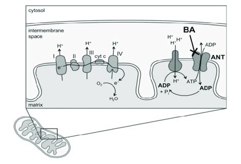 Inhibition Of Adenine Nucleotide Translocase In The Mitochondrial