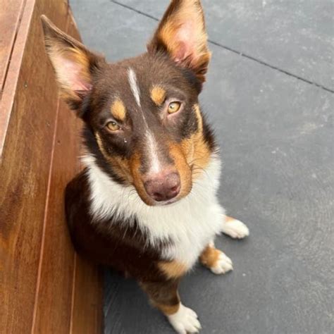 Pearl Medium Female Kelpie Mix Dog In Vic Petrescue