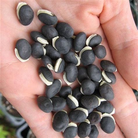 Dolichos Lablab Hyacinth Lablab Indian Bean X 10 Ole Lantanas