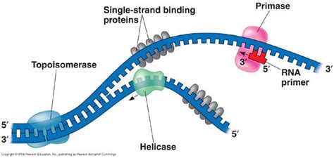 Single Stranded Binding Protein