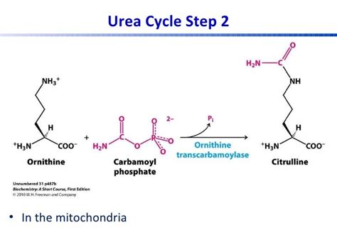 Urea Cycle