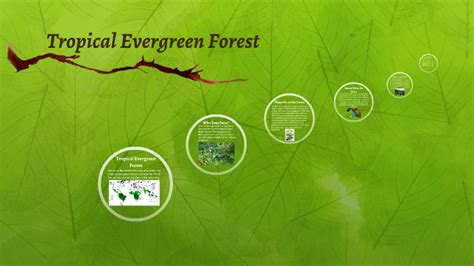 Tropical Evergreen Forest by Emma Neuser on Prezi