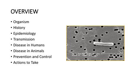 Enterohemorrhagic Escherichia Coli Infections Ppt