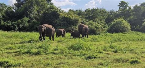 From Kandy To Sigiriya Day Tuk Tuk Trip Getyourguide