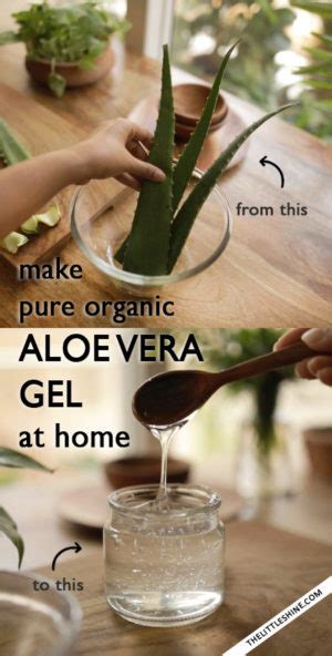 How To Make Pure Organic Aloe Vera Gel And Preserve It For Months The Little Shine