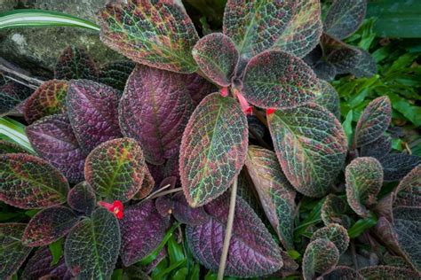 Como cultivar o tapete de rainha dê um toque tropical ao lar