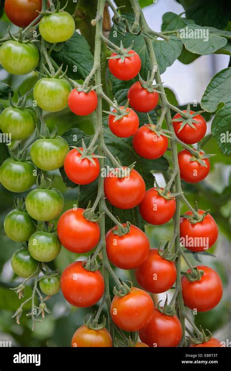 Jardin La Tomate Solanum Lycopersicum Picolino Solanum Lycopersicum