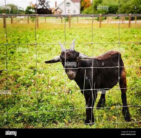 baby goat on the farm Stock Photo - Alamy