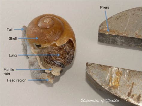 Snail Dissection Terrestrial Mollusk Tool