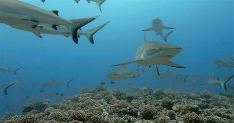 Underwater View Sharks Pacific Ocean Marine Stock Footage Video (100% ...