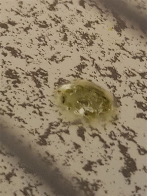 Is this diarrhea? (More in comments) : r/BirdHealth