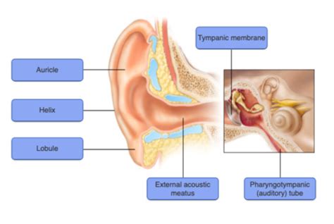 Ex 25 Special Senses Hearing And Equilibrium Flashcards Quizlet