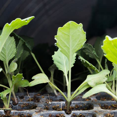 How To Grow Kale Indoors A Simple Starter Guide 2024