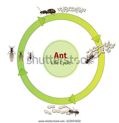 657 Life Cycle Ant Images Stock Photos Vectors Shutterstock