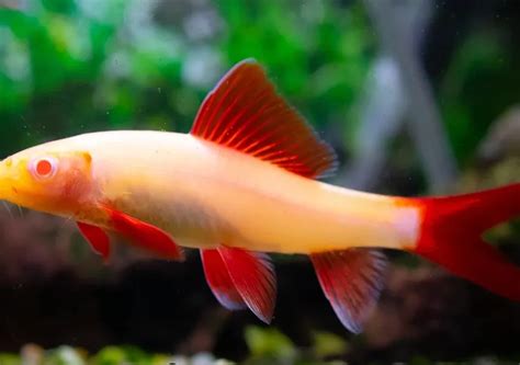 Redfin Rainbow Shark Albino Sydney Exotic Aquariums