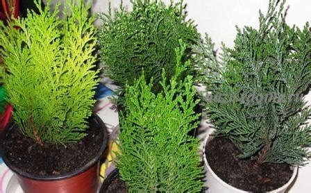 Туя в горшке: польза и вред для дома, уход и выращивание, размножение ...