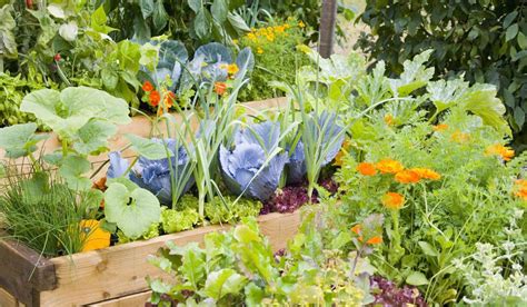 Kitchen Gardens 12 Ways To Reap The Benefits