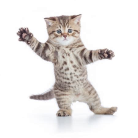 Funny Kitten Cat Standing Sticker