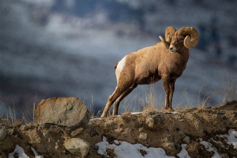 Chasing The Rut Pt 8 Bighorn Sheep — Jared Lloyd Photography