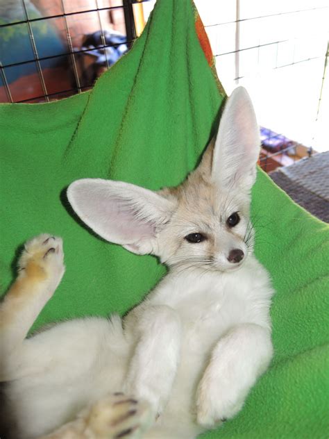 Fennec Fox Animals For Sale | Orange Park Avenue, Lakeland, FL #250277