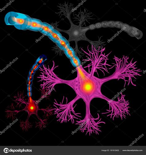 Neur N Ax N C Lulas Nerviosas Sustancia Vaina Mielina Que Rodea Ax N