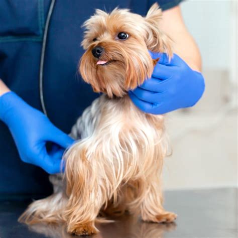 Veterinary Dermatology In Springfield Cat And Dog Dermatology