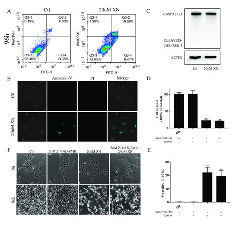 Xn Induced Apoptosis Of C6 Cells A B C6 Cell Apoptosis Evaluation By