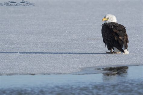 Bald Eagle On Thawing Ice Mia McPherson S On The Wing Photography