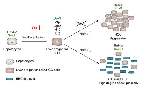 Yap Sox9 Signaling Determines Hepatocyte Plasticity And Lineage