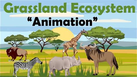 GRASSLAND ECOSYSTEM | Animation | Grassland, Grassland habitat, Ecosystems