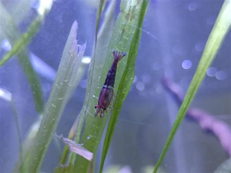 guide to shrimp sick at home 10