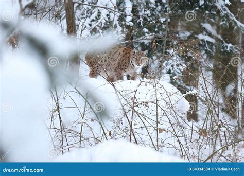 Eurasian Lynx In The Bavarian National Park In Eastern Germany Stock