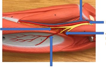 Blood Vessels Of The Lower Extremity 2 Diagram Quizlet