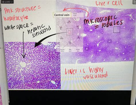 Histology Of The Liver Gallbladder Exocrine Pancreas Flashcards Quizlet