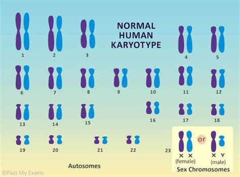 Meiosis And Gametogenesis Biology Portfolio