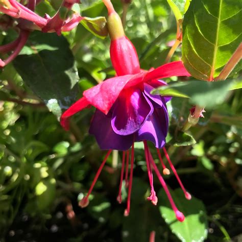 Fuchsia General Monk Fuchsia General Monk In Gardentags Plant