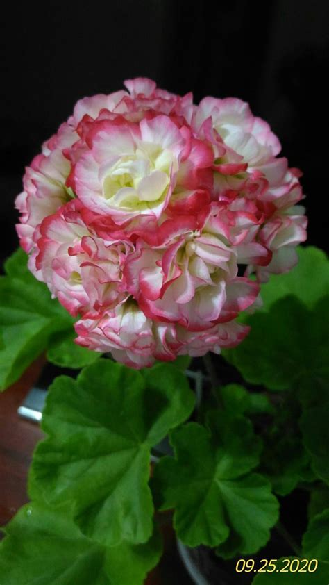 Pelargonium Appleblossom Beautiful Flowers Photos Geraniums