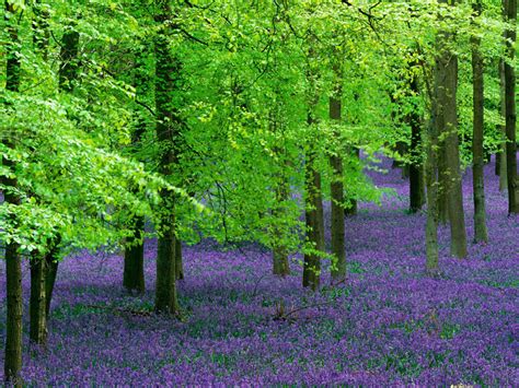 Beech Tree: Pictures, Photos, Images, Facts on Beech Trees