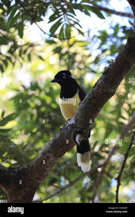 birds in the jungle Stock Photo - Alamy