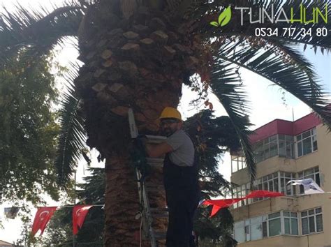 Palmiye ağacı ne zaman budanır Peyzaj Uygulama Ağaç Budama Bahçe