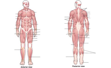 Anterior Ventral Labeling Diagram Quizlet Atelier Yuwa Ciao Jp