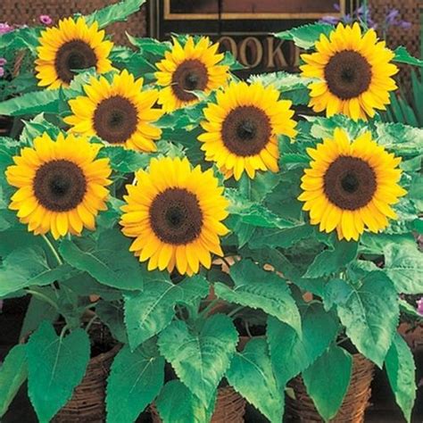 Sunny Smile Dwarf Sunflower Helianthus Annus This Variety Grows Up To