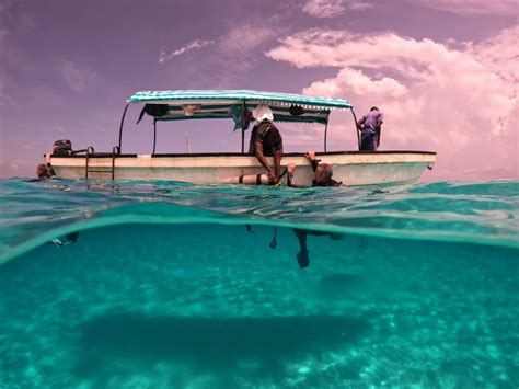 Zanzibar Half Day Trip Snorkeling Mnemba Atoll Dolphin GetYourGuide