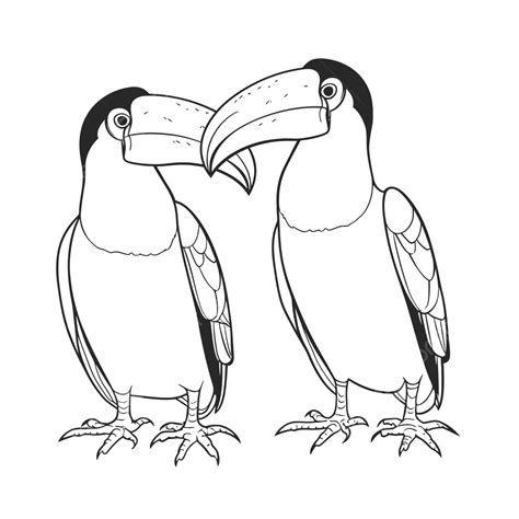 Two Toucans Coloring Pages Vector Vector Outline Sketch Drawing Wing