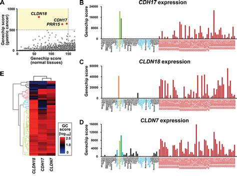 coupling cdh  cldn markers  comprehensive membrane targeted