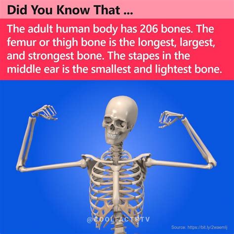 Bones of the Human Body