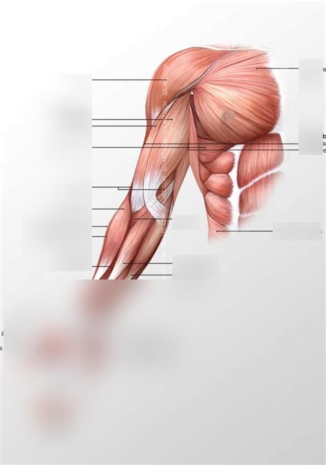 Anatomy Muscles That Move The Forearm Diagram Quizlet