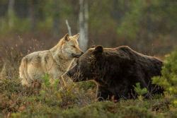 A Ins Lita Amizade Entre Um Lobo E Um Urso Documentada Por Um Fot Grafo